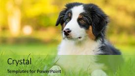  Presentation with beautiful green - Presentation theme featuring summer or spring beautiful australian background and a yellow colored foreground