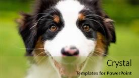  Presentation with aussie - Cool new presentation with summer or spring beautiful australian backdrop and a yellow colored foreground