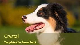  Presentation with old dog - Slides consisting of summer or spring beautiful australian background and a tawny brown colored foreground