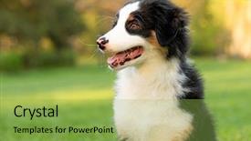  Presentation with beautiful green - Slide deck enhanced with summer or spring beautiful australian background and a yellow colored foreground