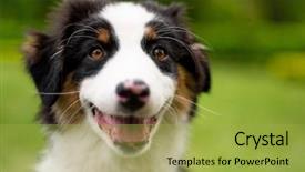  Presentation with beautiful green - Slide deck having summer or spring beautiful australian background and a yellow colored foreground