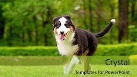  Presentation with old dog - Audience pleasing PPT theme consisting of summer or spring beautiful australian backdrop and a yellow colored foreground