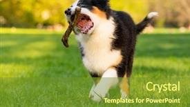  Presentation with old dog - Slide set featuring summer or spring beautiful australian background and a tawny brown colored foreground