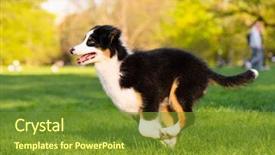  Presentation with old dog - Presentation theme having summer or spring beautiful australian background and a tawny brown colored foreground