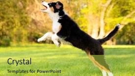  Presentation with old dog - Amazing presentation theme having summer or spring beautiful australian backdrop and a yellow colored foreground