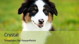  Presentation with aussie - Colorful slides enhanced with summer or spring beautiful australian backdrop and a yellow colored foreground