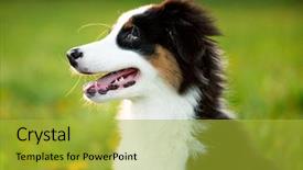  Presentation with aussie - Presentation theme having summer or spring beautiful australian background and a yellow colored foreground