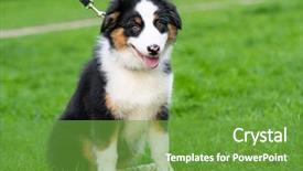  Presentation with old dog - Slides featuring summer or spring beautiful australian background and a tawny brown colored foreground