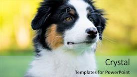  Presentation with old dog - Slides with summer or spring beautiful australian background and a lemonade colored foreground