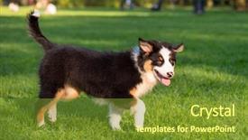  Presentation with aussie - Audience pleasing slides consisting of summer or spring beautiful australian backdrop and a  colored foreground