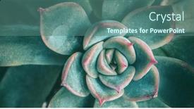  Presentation with home gardening - Amazing slide deck having summer-plants-echeveria-succulent-plant backdrop and a ocean colored foreground