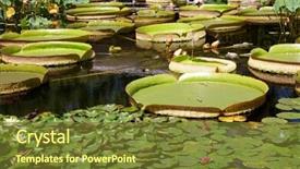  Presentation with water lily - Slides consisting of summer pond - majestic water lily pads background and a tawny brown colored foreground
