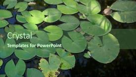  Presentation with garden pond - Slide set featuring summer-pond-reflections background and a ocean colored foreground