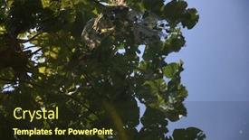  Presentation with garden pond - Beautiful slide set featuring summer-pond-reflections backdrop and a tawny brown colored foreground