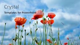  Presentation with poppy - PPT theme with summer poppy flowers under blue sky and sunlight background and a light blue colored foreground