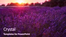  Presentation with lavender flowers - Presentation consisting of summer purple aromatic flowers near background and a wine colored foreground