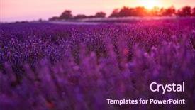  Presentation with lavender flowers - Audience pleasing slide set consisting of summer purple aromatic flowers near backdrop and a violet colored foreground