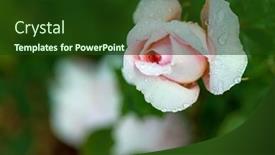  Presentation with roses - PPT theme featuring summer-roses-in-the-garden background and a  colored foreground