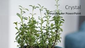  Presentation with growing - PPT theme having summer-savory-kitchen-herbs-growing background and a light gray colored foreground