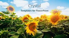  Presentation with agrarian - Amazing slides having summer-scene-with-bright-yellow backdrop and a light blue colored foreground