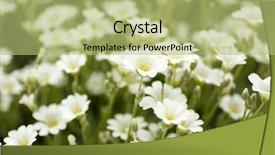  Presentation with jasmine spring flowers - PPT theme enhanced with summer season - beautiful spring flowers in garden background and a  colored foreground