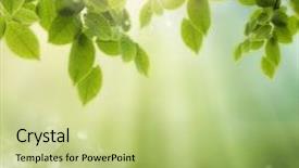  Presentation with spring nature grass - PPT layouts having summer season abstract nature background background and a mint green colored foreground