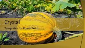  Presentation with vegetable garden - PPT theme consisting of pumpkin on vegetable garden background and a gold colored foreground