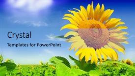  Presentation with sunflower sunflower sunflower sunflower sunflower - Beautiful PPT theme featuring close-up of russian cold vegetable soup on yogurt sour-milk base - okroshka backdrop and a tawny brown colored foreground