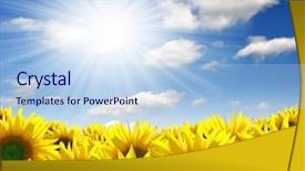  Presentation with summer sun - Presentation theme enhanced with summer sun over the sunflower background and a light blue colored foreground