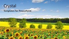  Presentation with summer sun - Cool new PPT layouts with summer sun over the sunflower backdrop and a light blue colored foreground