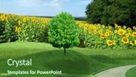  Presentation with summer sun - PPT layouts enhanced with summer sunflower field under the sun background and a forest green colored foreground