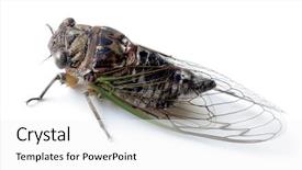  Presentation with swamp - Cool new presentation theme with summer swamp cicada insect isolated backdrop and a  colored foreground