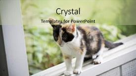  Presentation with kitten - Cool new PPT theme with summer wide screen - kitten balancing on the window backdrop and a soft green colored foreground