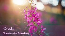  Presentation with wild flower - Theme with summer-wild-flower-lupine-closeup background and a violet colored foreground