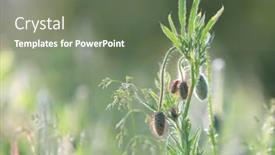  Presentation with wild flower - Beautiful presentation featuring summer-wild-flower-meadow-soft backdrop and a ocean colored foreground