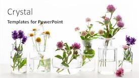  Presentation with alternative medicine - Audience pleasing slide set consisting of summer-wild-medical-flowers backdrop and a white colored foreground