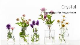  Presentation with summer flowers - Slide set enhanced with summer-wild-medical-flowers background and a  colored foreground