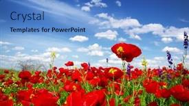  Presentation with clouds - PPT theme with summer-wildflowers-and-clouds background and a  colored foreground