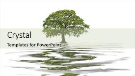  Presentation with oak tree - Slides having summer with reflection in water background and a mint green colored foreground