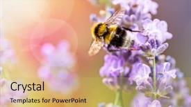  Presentation with lavender flowers - PPT layouts having summery flowers lavender with bee background and a yellow colored foreground