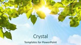  Presentation with chemistry leaves green leaf - Cool new slide deck with sun - green leaves backdrop and a sky blue colored foreground