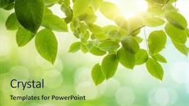  Presentation with focus - Colorful slides enhanced with sun - natural green background with selective backdrop and a yellow colored foreground