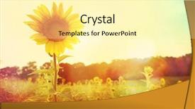  Presentation with rest - Audience pleasing slide deck consisting of sun - one sunflower rising above backdrop and a blonde colored foreground