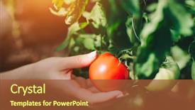  Presentation with vegetables - Cool new PPT theme with sun - woman picking fresh tomatoes backdrop and a tawny brown colored foreground