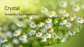  Presentation with sun - PPT theme consisting of sun above the beautiful chamomile background and a yellow colored foreground
