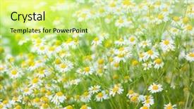  Presentation with earth rising sun illustration - PPT theme enhanced with sun above the beautiful chamomile background and a soft green colored foreground