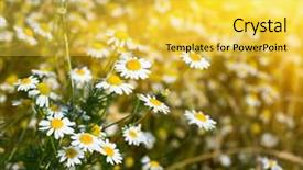  Presentation with light rays - Slide deck enhanced with sun above the beautiful chamomile background and a yellow colored foreground