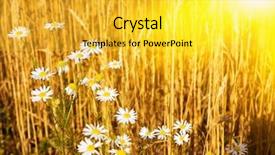  Presentation with earth rising sun illustration - Slide set consisting of sun above the beautiful chamomile background and a yellow colored foreground