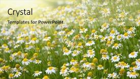  Presentation with sun - Presentation theme having sun above the beautiful chamomile background and a blonde colored foreground