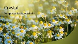  Presentation with light rays - Slide deck enhanced with sun above the beautiful chamomile background and a yellow colored foreground